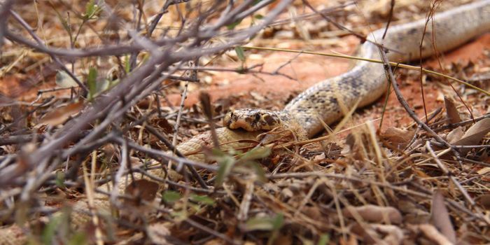 Despite Popular Belief, Cobra Cannibalism is Somewhat Common