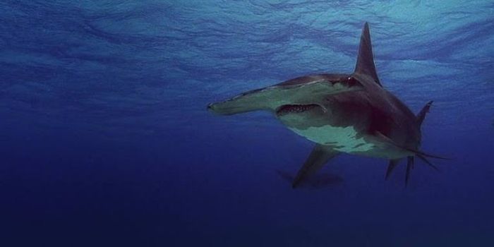 Hammerhead Sharks Can Hear From A Mile Away
