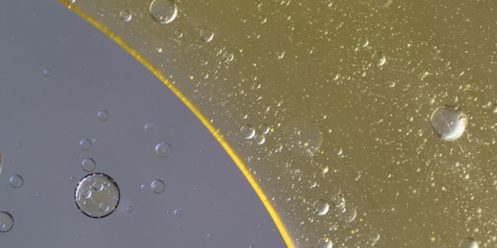 Blautia Bacteria's Crucial Role as a Gut Barrier Shield is Revealed