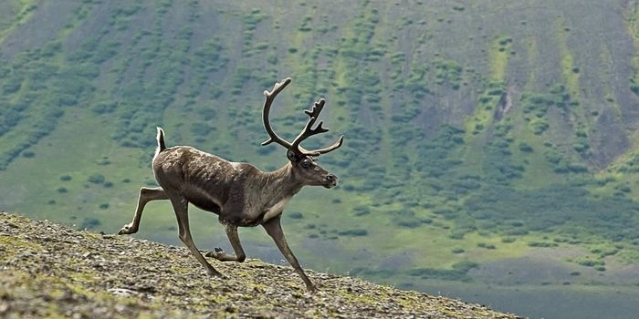 Caribou conservation: is it enough?