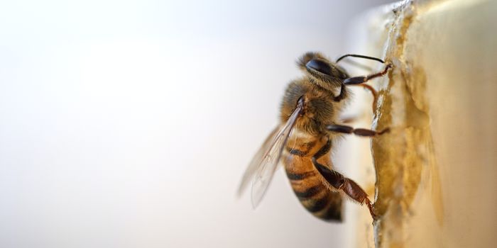Why Bees Love Cannabis