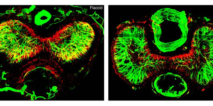 Penile Erection Mechanics Highly Dependent on Understudied Fibroblasts