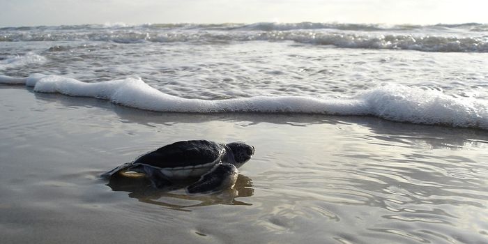 Researchers Are Cooling Down Sea Turtle Nests for Conservation Purposes