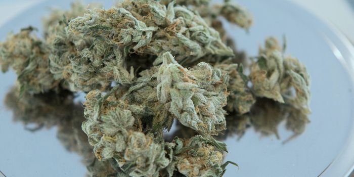 FDA Produces Draft Guidelines on Developing Cannabis Drugs