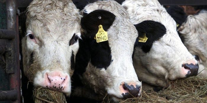 Mad Cow Disease Identified in Scottish Cow