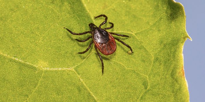 Do Genetic Differences in Lyme Pathogens Explain Symptom Diversity?