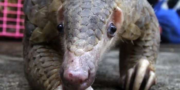 Why Pangolins?