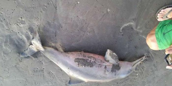 Dolphin Dies At Argentinian Beach Yet Again After Tourists Just Couldn't Leave it Alone