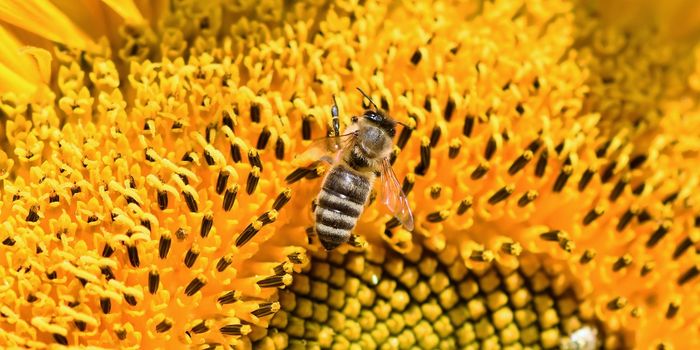 Even Newer Pesticides Threaten Bees, Study Finds