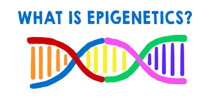 How the Choices You Make Affect Your Genes