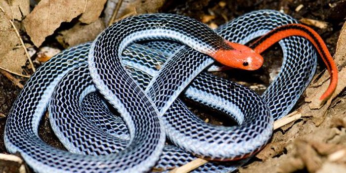 Blue Coral Snakes Have Venom Unlike Any Other Snake