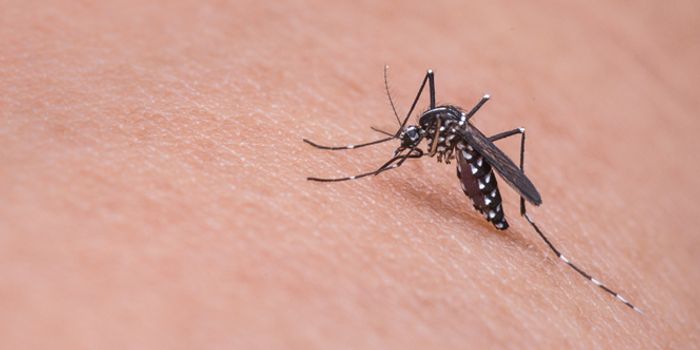 World Mosquito Day - Disease Deliverers Denigrated