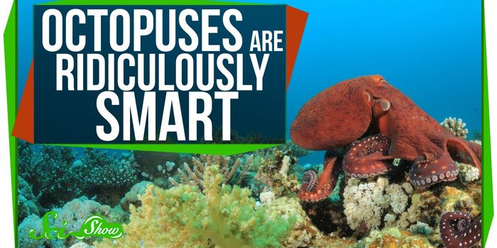 The Intelligent Octopus