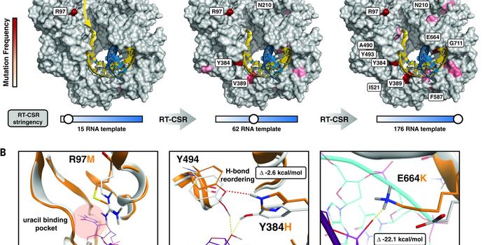 Improved Enzyme Means Better RNA Sequencing