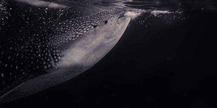 First Health Assessment of Endangered Whale Sharks Performed