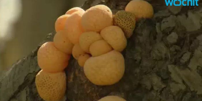 Deadly Fungal Infections Kill Over a Million per Year