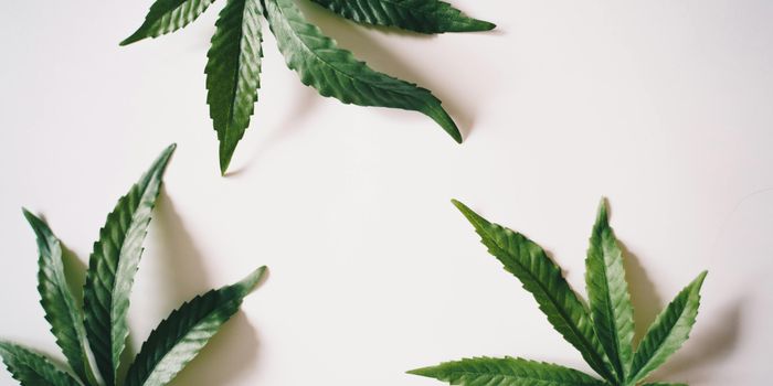 Minimal ADHD Risk Associated With Prenatal Cannabis Exposure