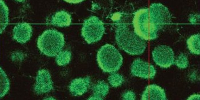 Quorum Sensing Prods Bacteria to Increase CRISPR/Cas Immunity