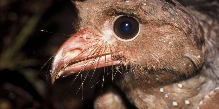 What are the Oilbirds?