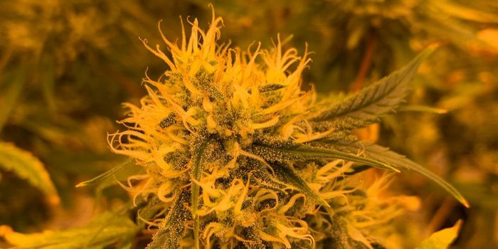 Any Cannabis Use Harms Teen Academics and Mental Health