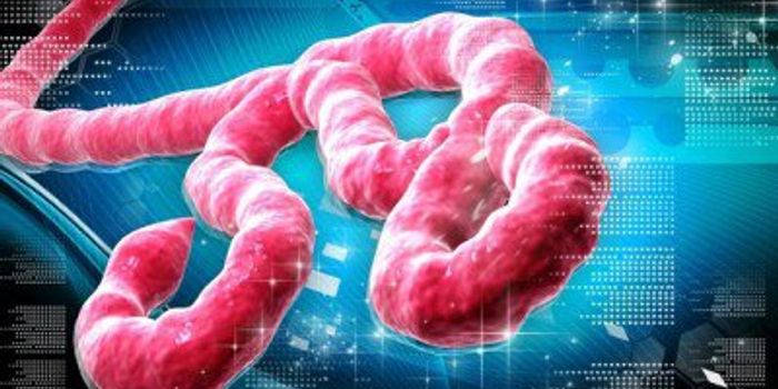 Ebola "Escape Variants" Allow the Virus to Avoid Destruction