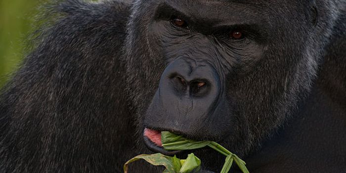 Gorillas are the source of 50% of HIV strains, study says