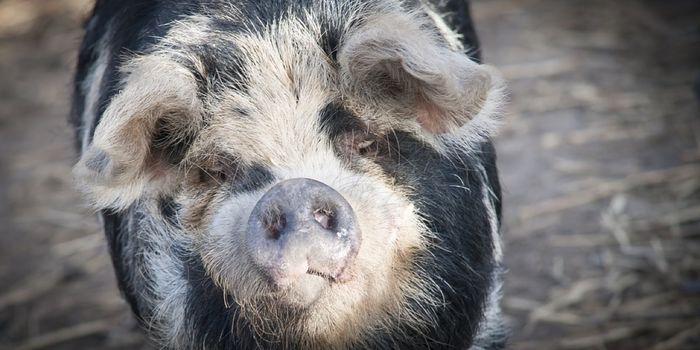 Are Domesticated Pigs As Intelligent As Domesticated Dogs?