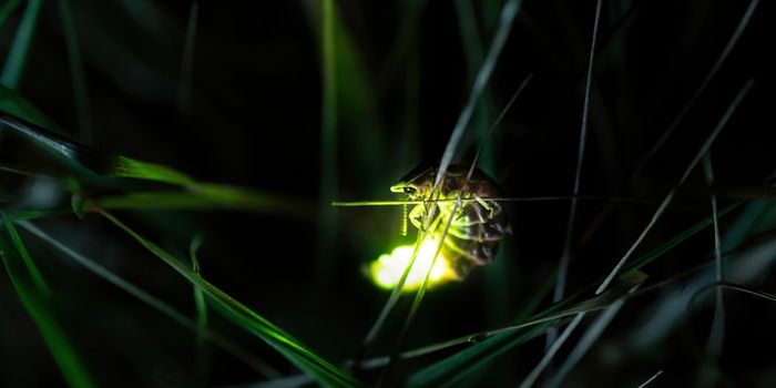 Firefly Genes Provide Insights into Cannabis Biology
