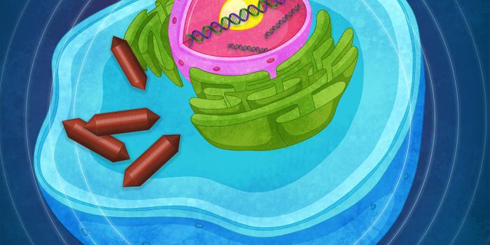 Visualizing Gene Expression in an Organism with an Ultrasound