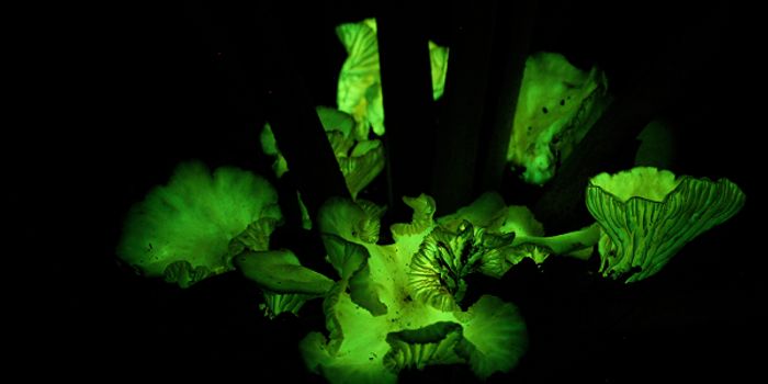 Mushrooms Aglow. Why So? Answered