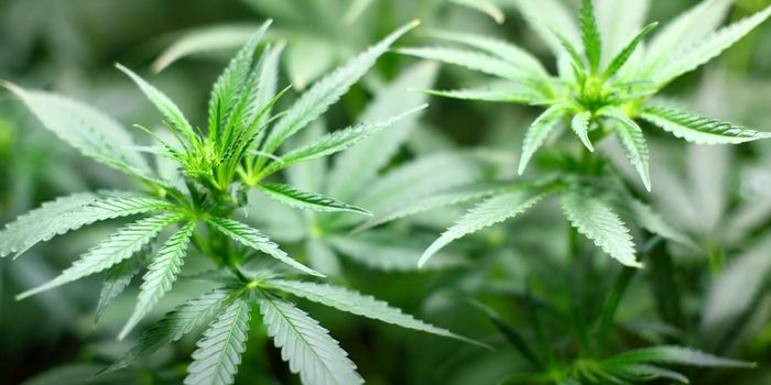 Cannabis Compound Could Lead to New Class of Antibiotics