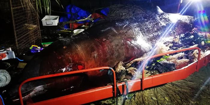 Deceased Whale in Philippines Had 88 Pounds of Plastic in its Stomach