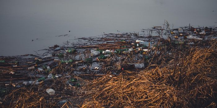 Plastic Pollution as a 'Conveyor Belt' for Toxic Chemicals