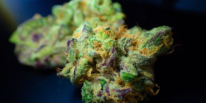 Legalizing Cannabis Does Not Lead to Teenage Substance Abuse