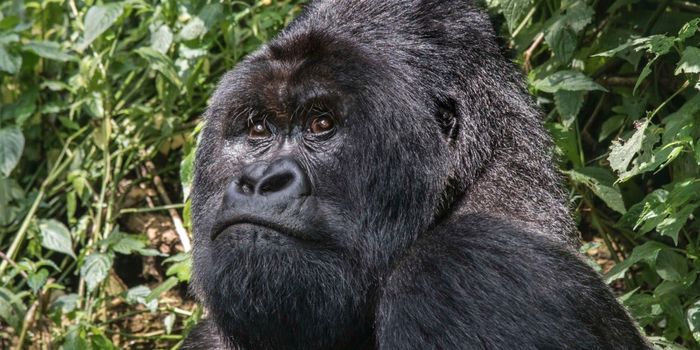 Endangered Gorillas Have Their own Herpes Virus
