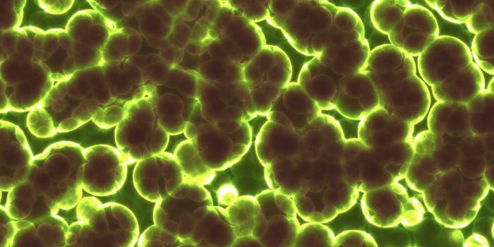 The Impact of One Gut Microbe on Human Immunity is Deciphered