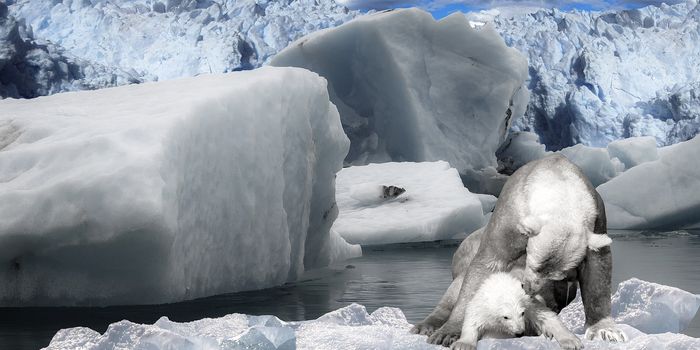 New Polar Bear Conservation Plan Could Be the Last Chance to Save the Species
