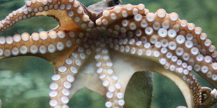 Experts Thought This Octopus Was a Male, and it Just Had Thousands of Babies