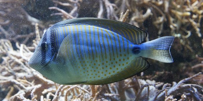 Coral reefs diagnosed with osteoporosis