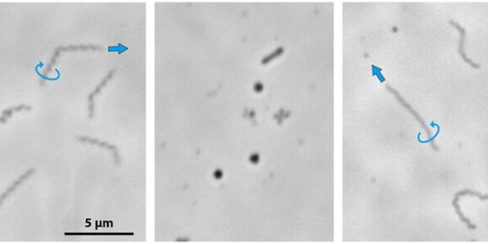 Scientists Create a Mobile Organism With the Smallest Possible Genome