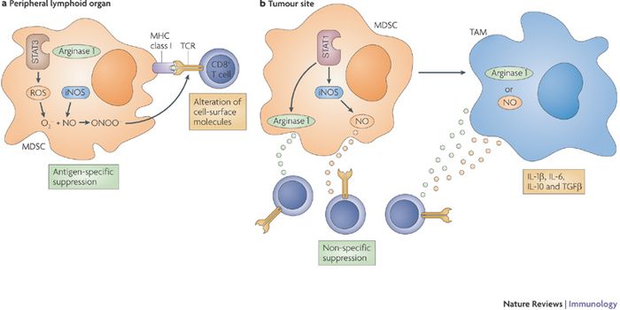 Immune Cell Regulation to Treat Prostate Cancer