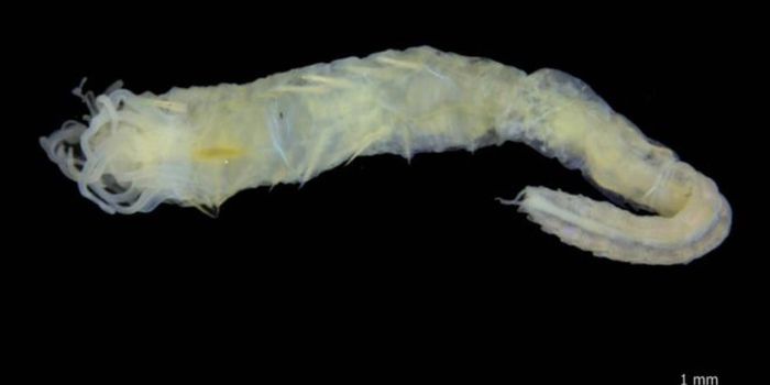 Newly-Discovered Worm Has Eyeballs on its Butt