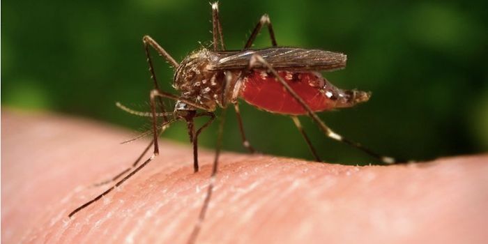 Potential Treatment ID'ed for Emerging Viral Disease