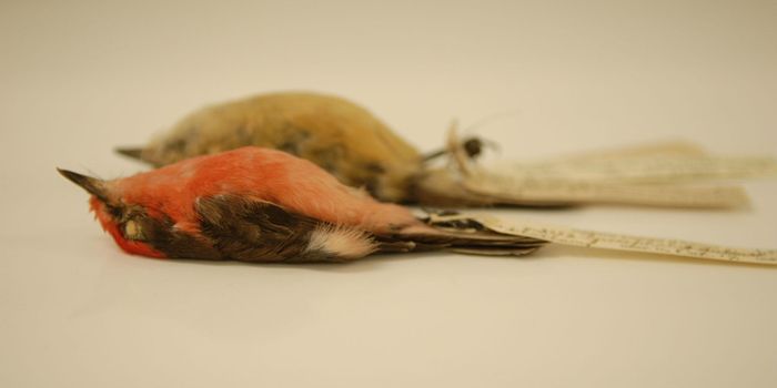 This Bird Species is the First Modern-Day Bird Extinction on the Galapagos