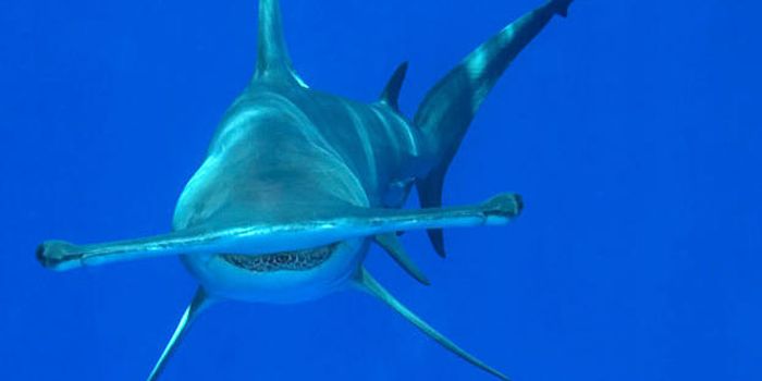 Florida Man Faces Charges After Punching Hammerhead Shark to Death