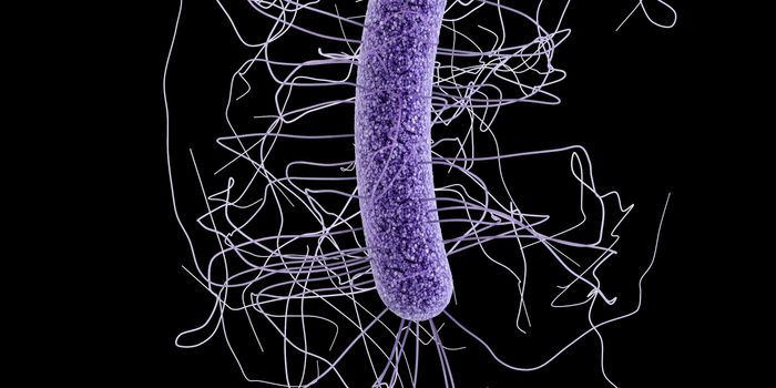Making the Impossible Possible - Gut Bacteria Can Be Cultured