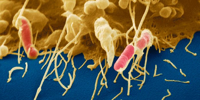 The Secret Lives of Bacterial Toxins