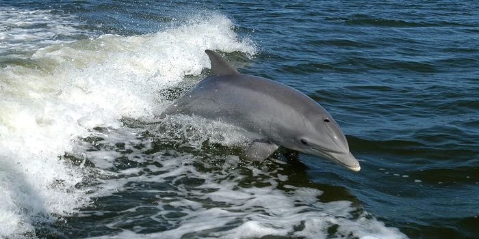 The Atlantic Humpback Dolphin is Entangled in a Population Crisis