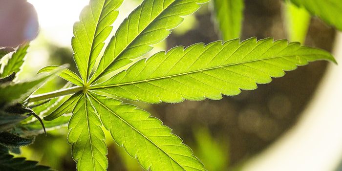 Cannabis Impact on Mental Health Less Than Genetics & Environment