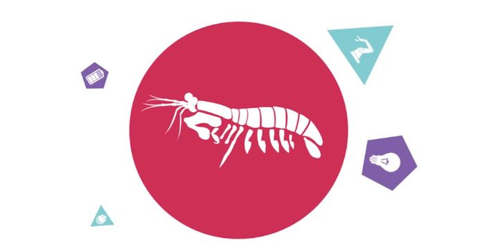 The Mechanisms Underlying the Deadly Blow of the Mantis Shrimp